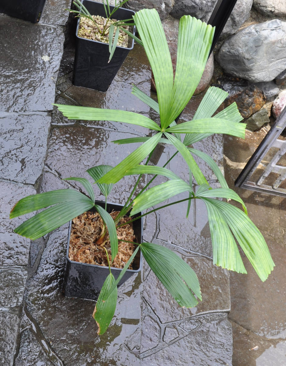 耐寒ヤシ Lanonia dasyantha（ラノニア ダシアンサ）ベトナムパラダイスパーム　送料無料_画像5