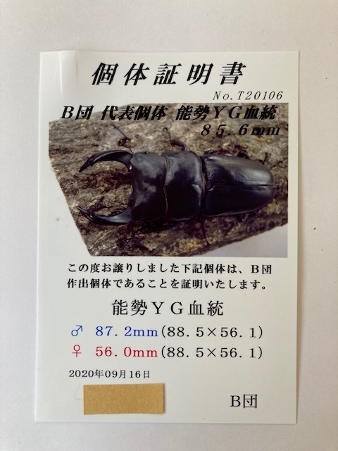 【 DRIP 】◆能勢YG血統◆　オオクワガタ　初・2令幼虫 　8頭（87.2(89.3mm同腹）×54.0㎜）+　試着保証分１頭_画像5