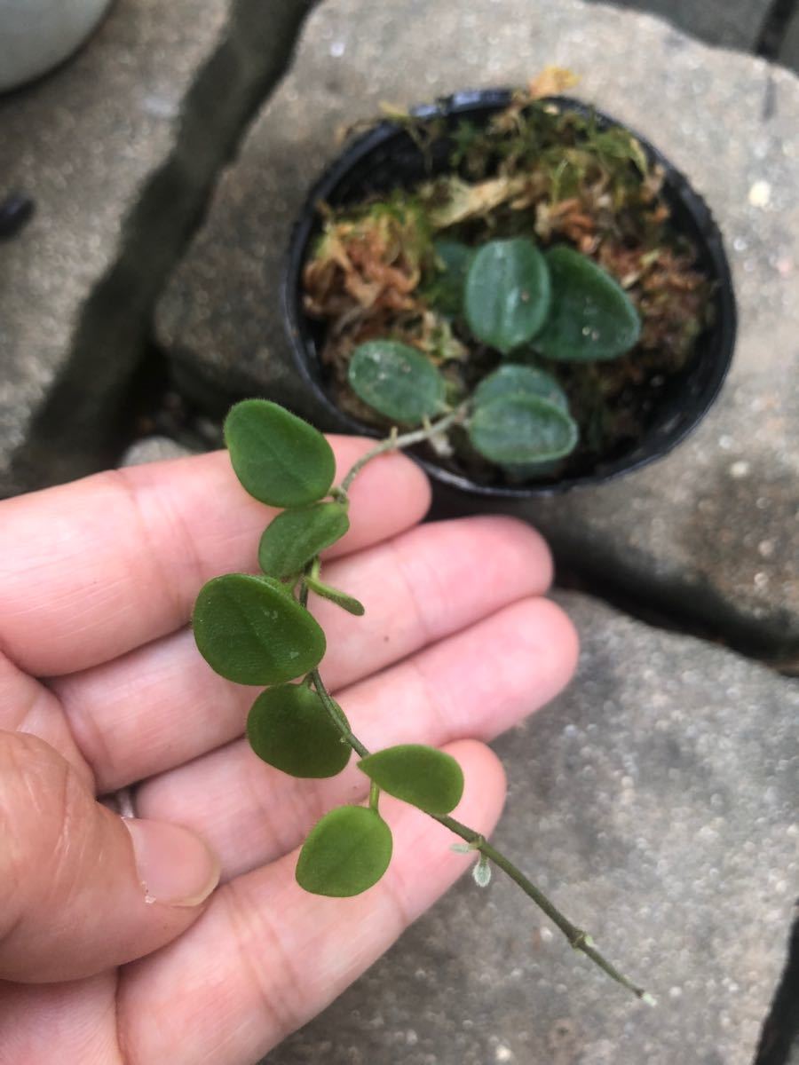 ホヤ　セルペンス  挿木完了　苗　観葉植物　サクララン　ポットごと