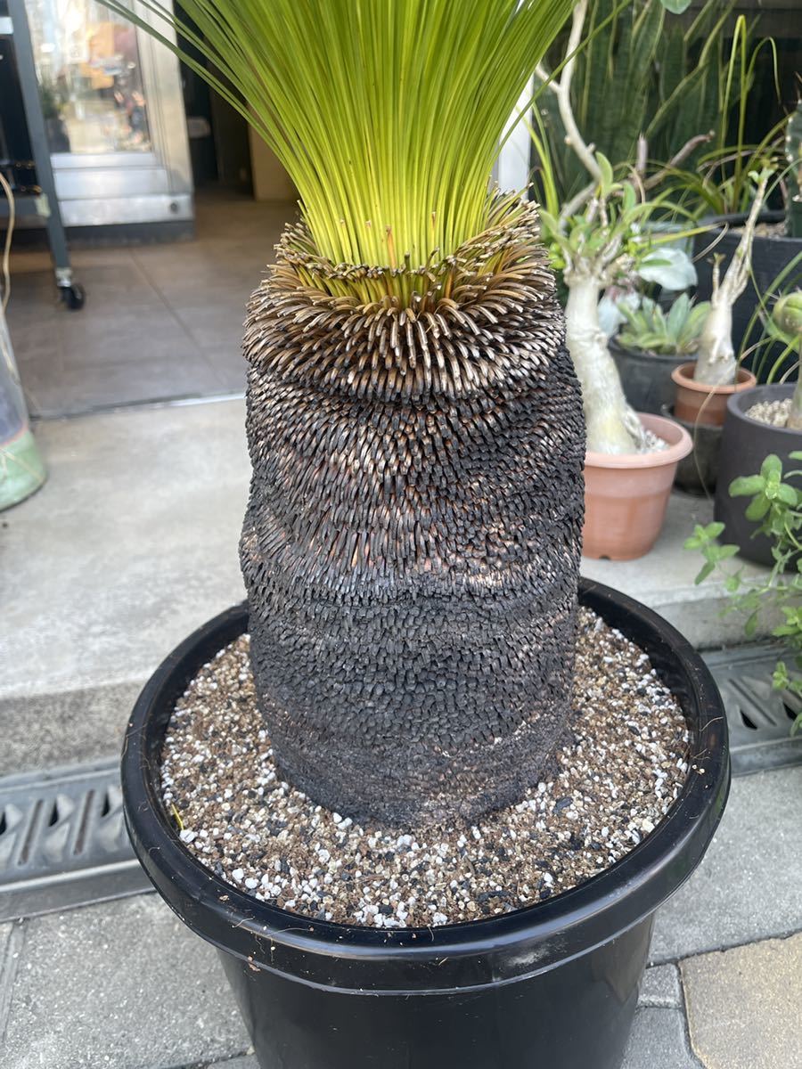 クサントロエア ジョンソニー 発根済 グラスツリー ブラックボーイ クサントロエア ジョンソニー 発根済 グラスツリー ブラックボーイ
