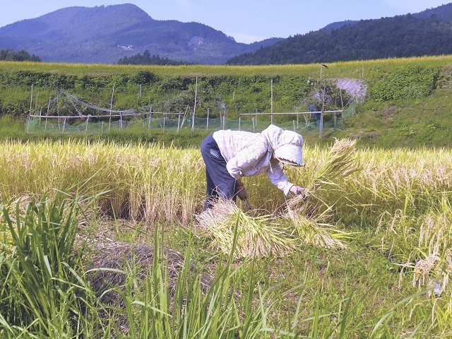 愛媛 石鎚山麓 久万高原清流米 減農薬 特別栽培米 2022年産 コシヒカリ 玄米500g/白米450g 百姓直送 送料無料 宇和海の幸問屋_画像4