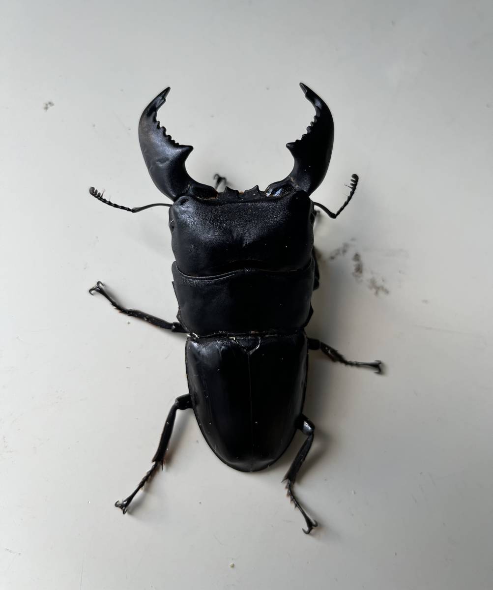 スマトラオオヒラタ 幼虫８頭 大型極太血統 ①_画像5