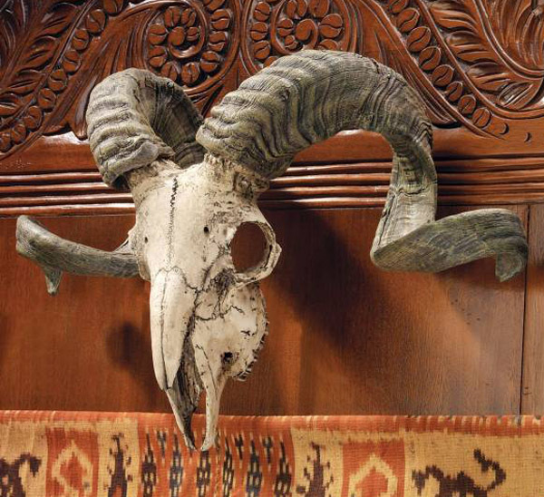 チベットヤギ（山羊） スカルホーン 頭蓋骨と角 コルシカラム(コルシカ島 雄羊)の頭蓋骨 壁掛け (輸入品)