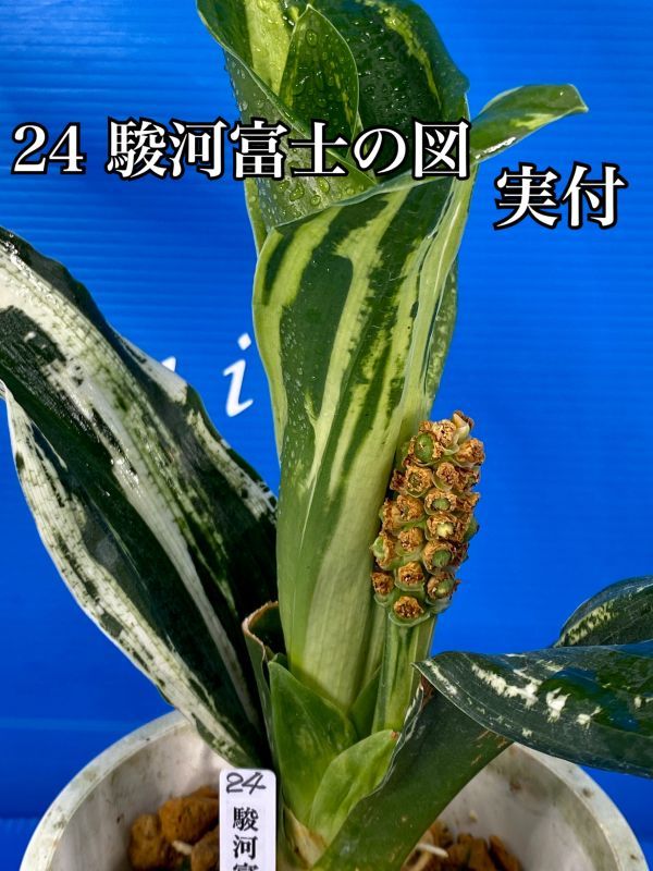 24 鉢入り おもと オモト 万年青 ☆ 駿河富士の図 実付 ☆ 盆栽 観葉植物 蘭 古典園芸 山草