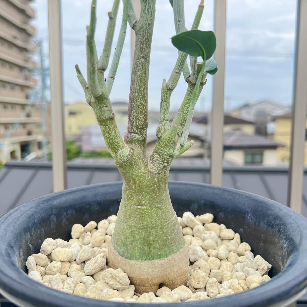 Adenia pechuelii アデニア ペチュエリー 実生 雌木 最後 Adenia pechuelii アデニア ペチュエリー 実生 雌木 最後