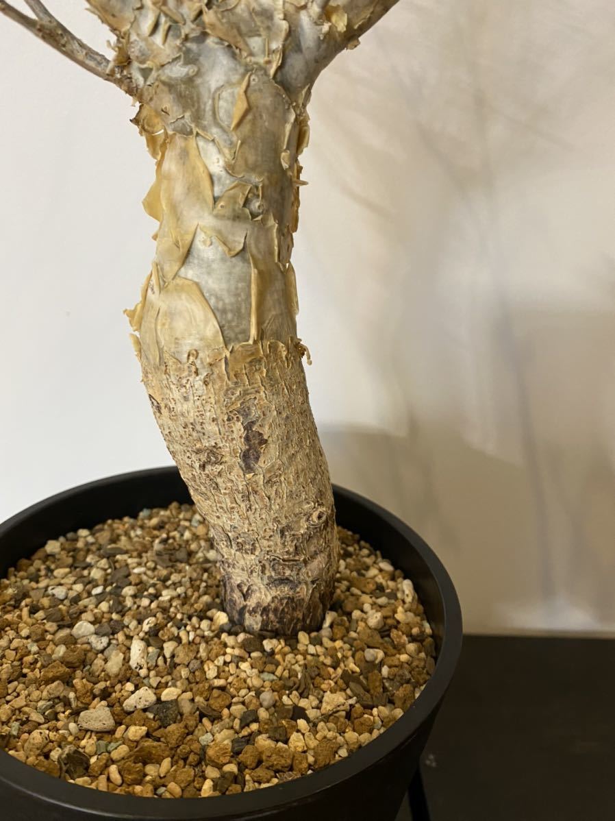 コミフォラ フンベルティ 発根済み 灌木 コーデックス 塊根植物 コミフォラ フンベルティ 発根済み 灌木 コーデックス 塊根植物