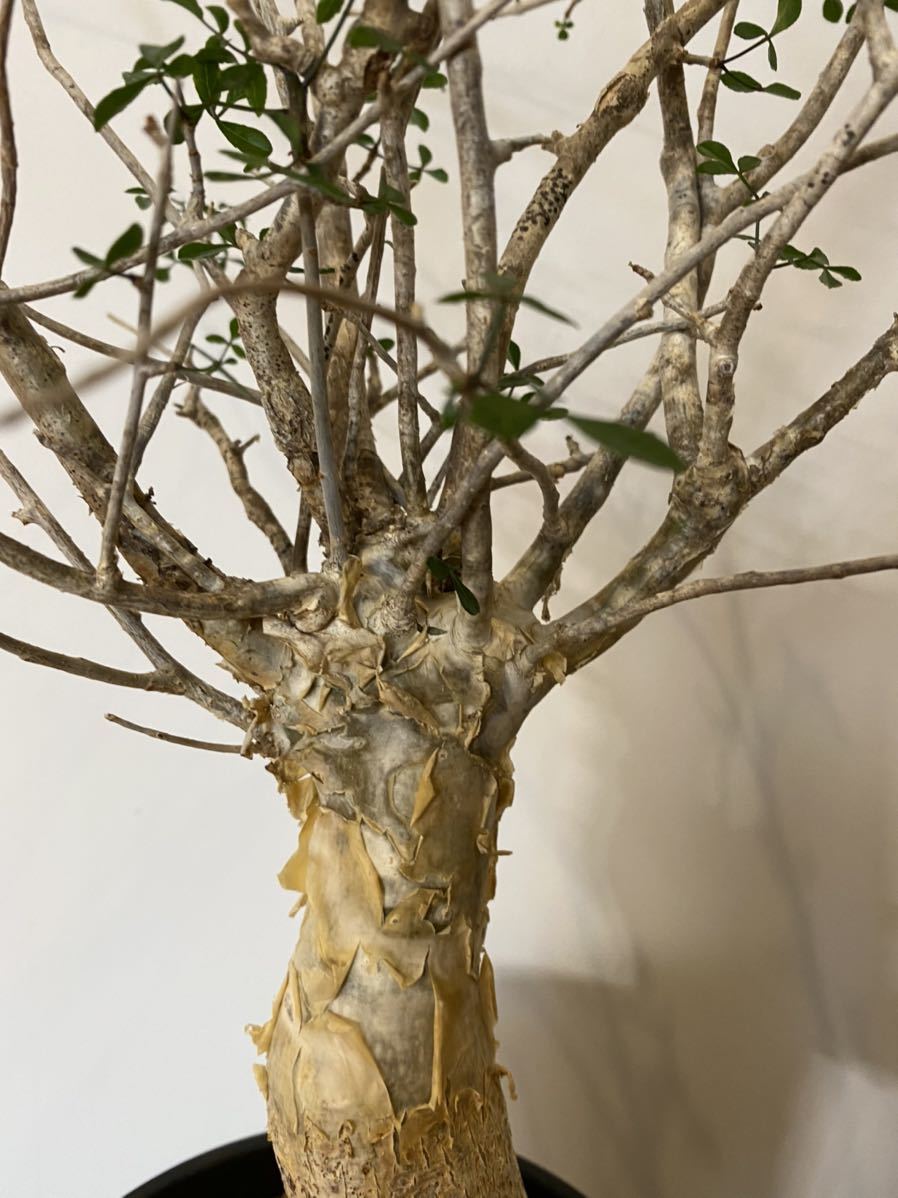 コミフォラ フンベルティ 発根済み 灌木 コーデックス 塊根植物 コミフォラ フンベルティ 発根済み 灌木 コーデックス 塊根植物
