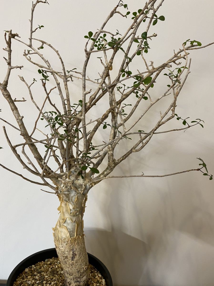 コミフォラ フンベルティ 発根済み 灌木 コーデックス 塊根植物 コミフォラ フンベルティ 発根済み 灌木 コーデックス 塊根植物