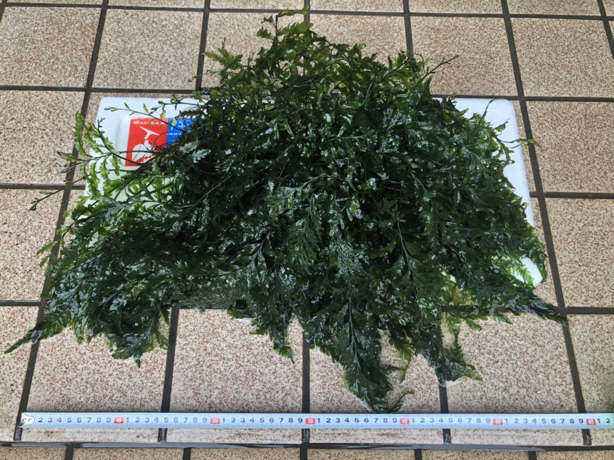 グリーン系超歓迎 水草✴ボルビティスヒュデロティ(1株) 魚用品/水草 オンライン卸売価格 水草✴ボルビティスヒュデロティ(1株) 魚用品/水草