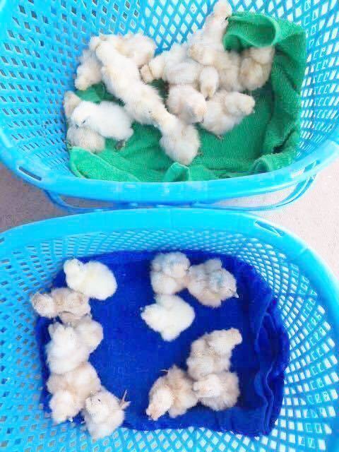 （即決）2～3日卵12個 モコモコ純粋烏骨鶏有精卵（割れ補償込み）_画像4