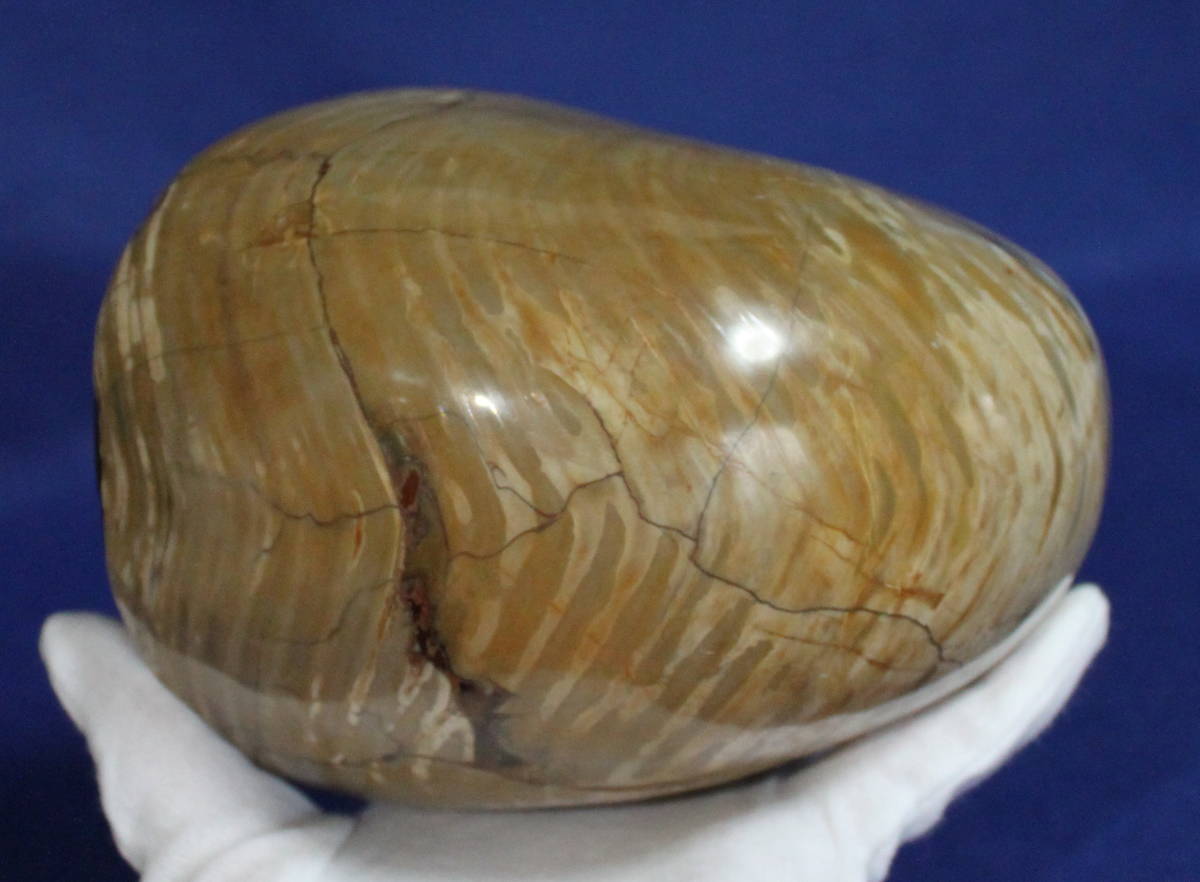 ライトの ヤフオク 希少 ミンドロ島産 オーム貝 とても大きな化石 のみで Shineray Com Br