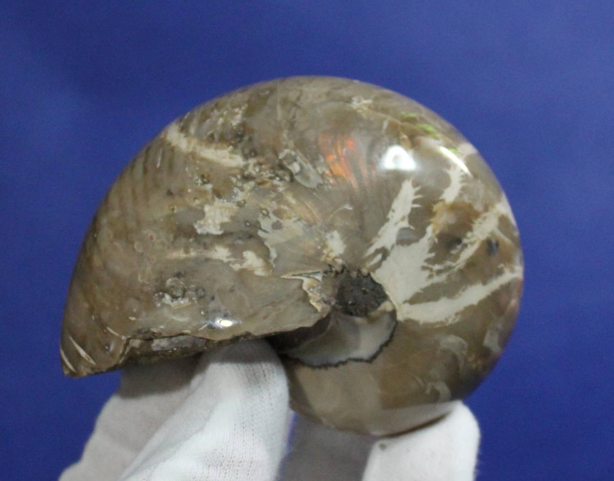 Paypayフリマ オーム貝 化石 送料無料 オパール化 淡い虹色の輝き 約4g 最大径約92 厚み約65 Z106