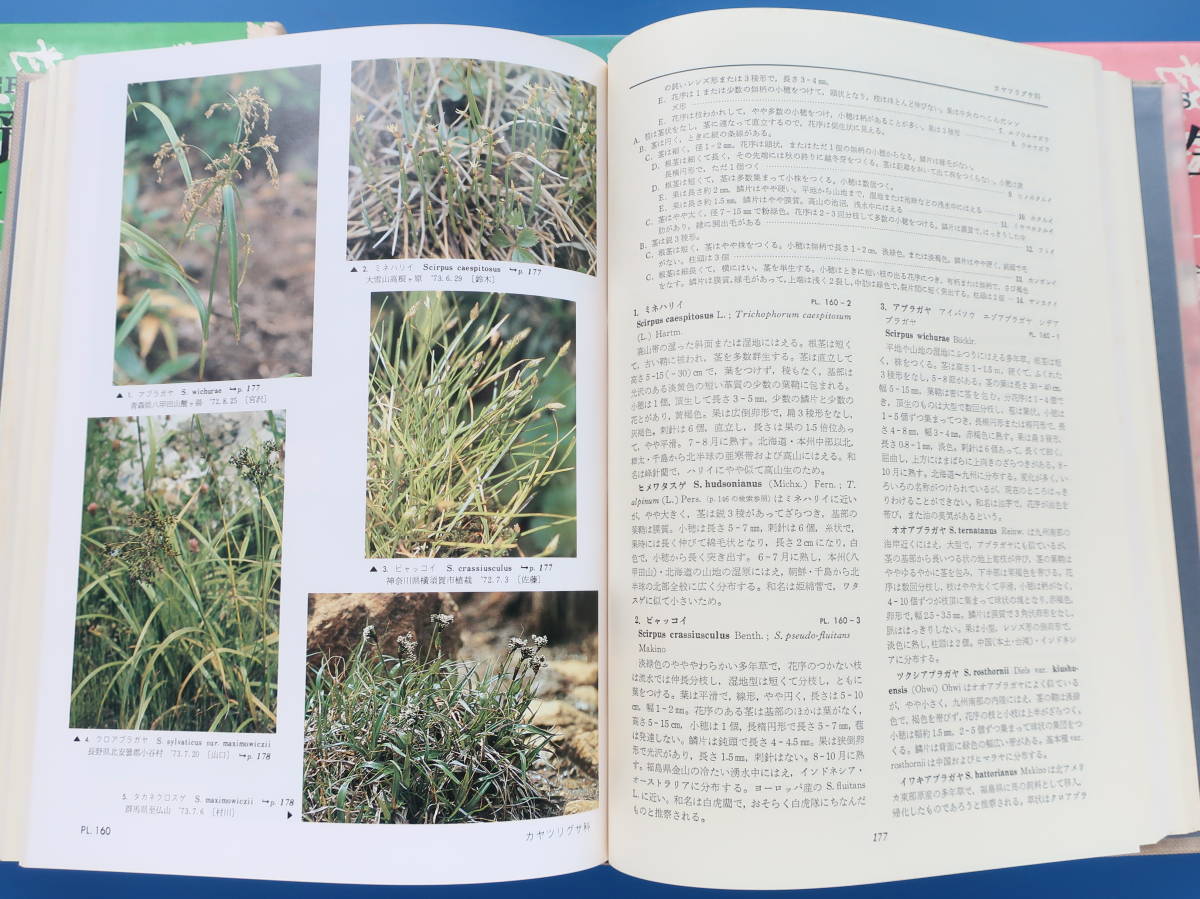 日本の野生植物Ⅰ草木単子葉類+Ⅱ草木離弁花類+Ⅲ草木合弁花類の全3冊