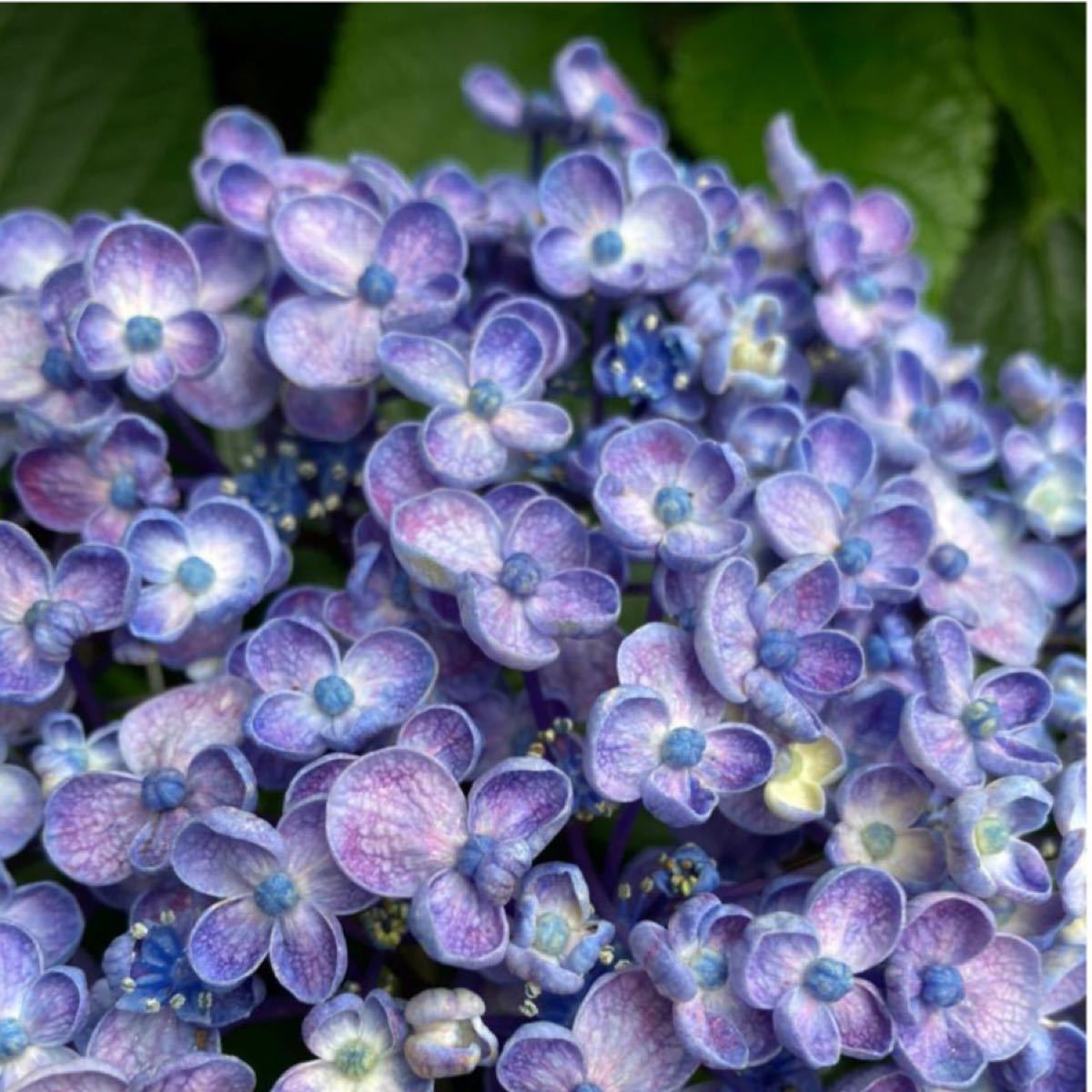 Paypayフリマ おたふく紫陽花 挿し穂用カット ４本