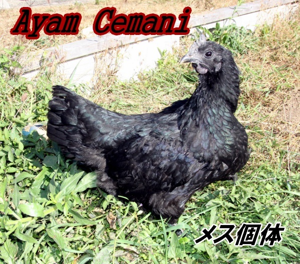 【送料込み】◆◆◆アヤム・セマニ☆Ayam Cemani☆有精卵5個☆_画像2