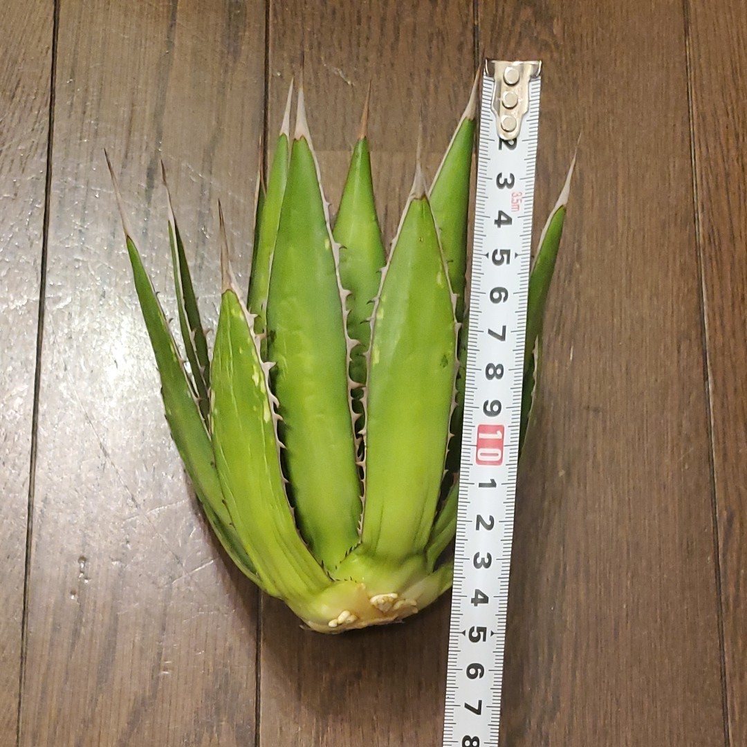 アガベ ホリダ 胴切り|Yahoo!フリマ(旧PayPayフリマ) アガベ ホリダ 胴切り|Yahoo!フリマ(旧PayPayフリマ)