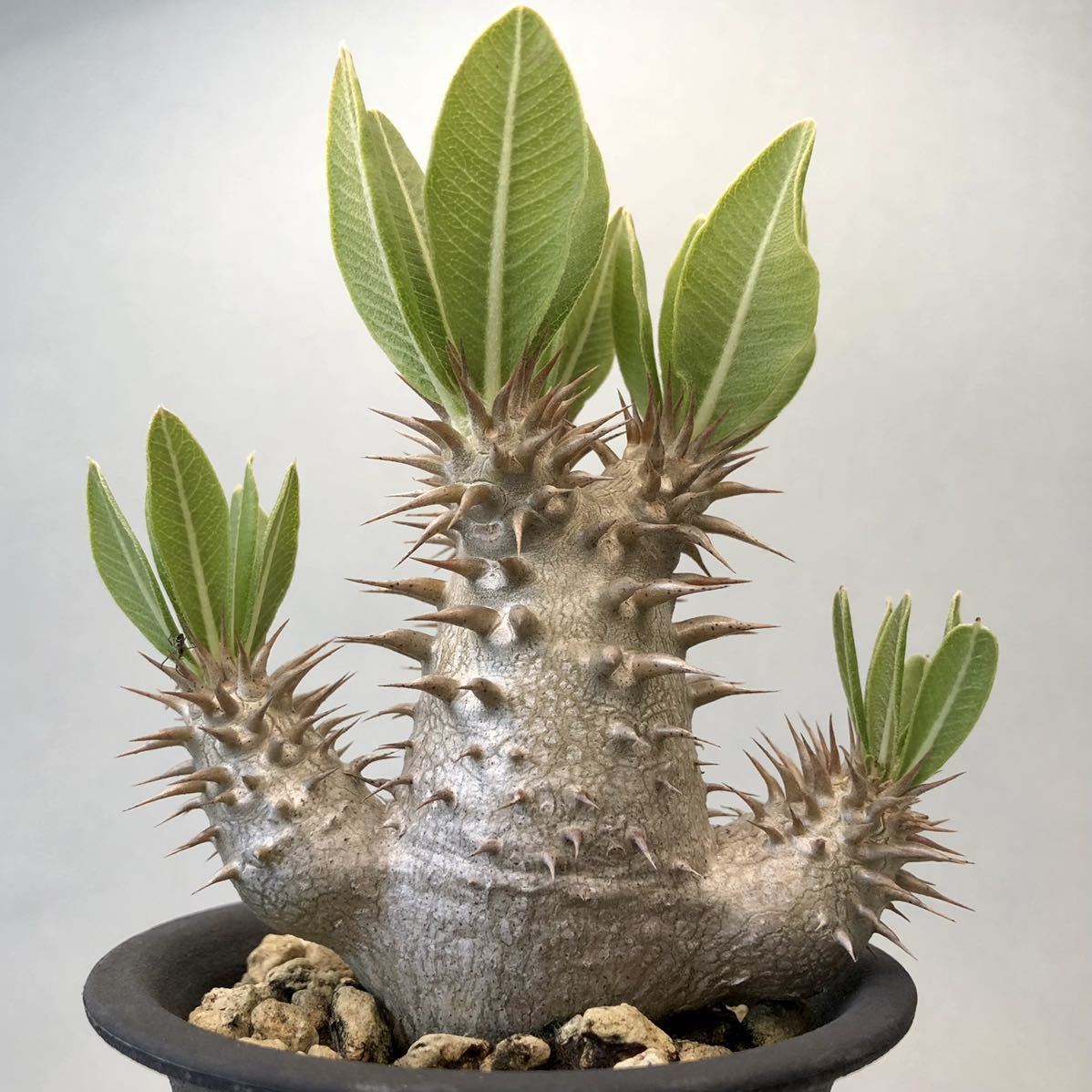 パキポディウム ホロンベンセ Pachypodium horombense コーデックス