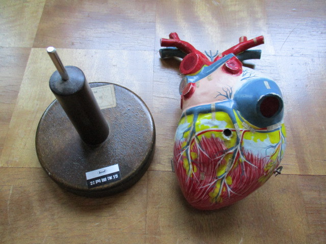 古い心臓模型 木製台座 人体模型 科学標本 医学医院病院 レトロ