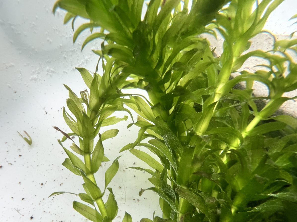 超特価sale開催】 20本20cm以上 無農薬アナカリス オオカナダモ 餌水草金魚草金魚藻 www.anavara.com 超特価sale開催】 20本20cm以上 無農薬アナカリス オオカナダモ 餌水草金魚草金魚藻 www.anavara.com