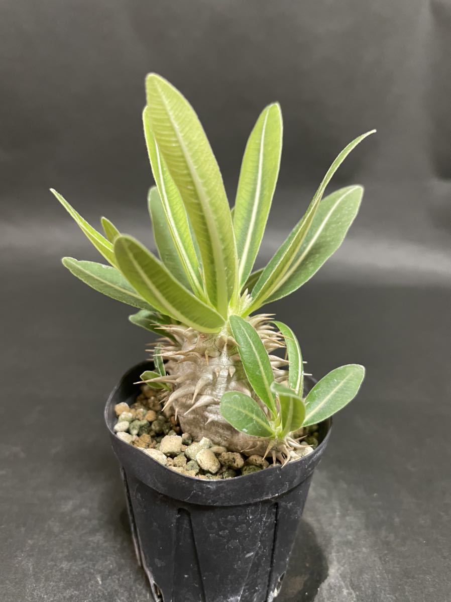 No.2 パキポディウム デンシフローラム 実生苗　Pachypodium densiflorum 多肉植物 コーデックス 塊根植物 サボテン_画像3