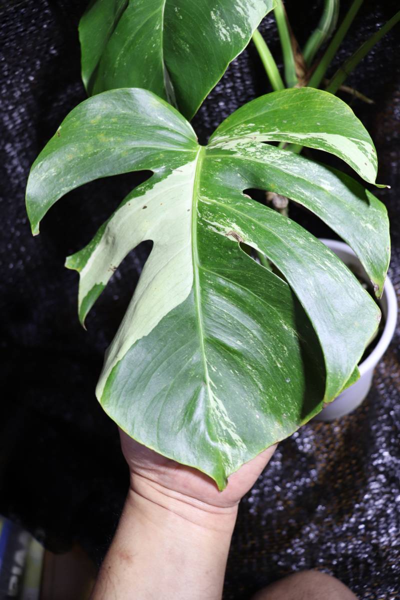 斑入り モンステラ ボルシギアナ バリエガタ Monstera Borsigiana