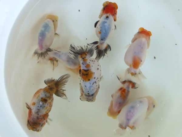 江戸錦 国産フンタン系 上物稚魚 約50匹