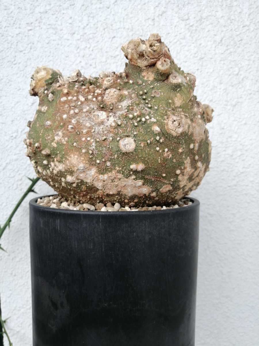 アデニア グロボーサ 塊根 ビザールプランツ-
