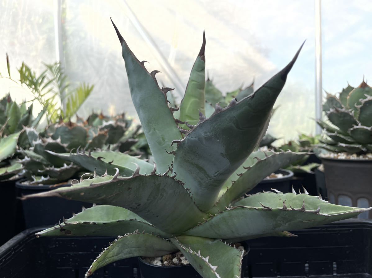 AAD アガベ チタノタブルー agave titanota blue 大株 実生5年生 www