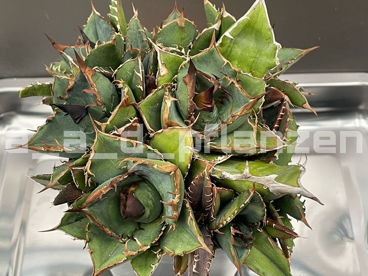 Yahoo!オークション - AAD Agave 緑犀牛 アガベ チタノタ Yahoo!オークション - AAD Agave 緑犀牛 アガベ チタノタ