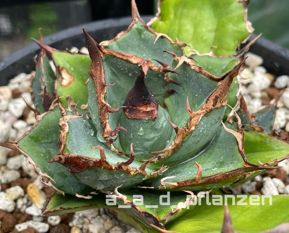 Yahoo!オークション - AAD Agave 緑犀牛 アガベ チタノタ Yahoo!オークション - AAD Agave 緑犀牛 アガベ チタノタ