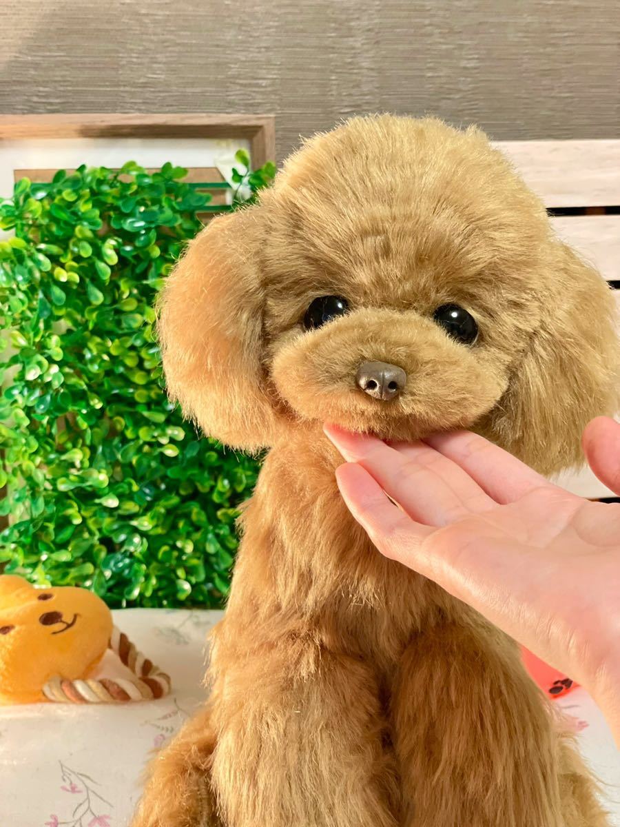 ぽぽみ** ふわふわお耳 テディベアカット ぽぽっ子トイプーちゃん