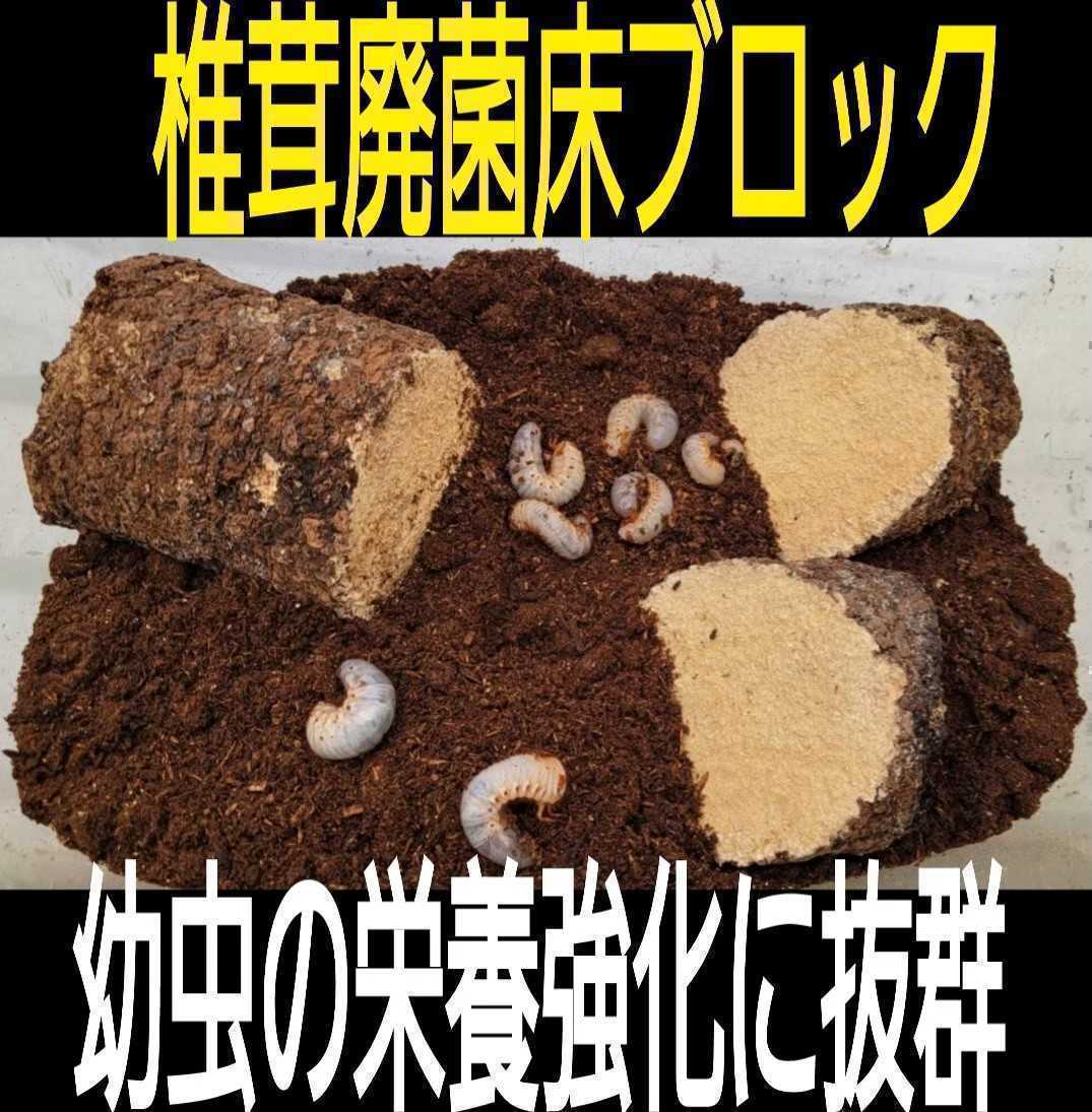 カブトムシ幼虫の栄養強化に☆椎茸廃菌床【15ブロック】発酵マットに埋め込むと幼虫が潜り込みモリモリ食べて大きくなる！クヌギ100％原料_画像2