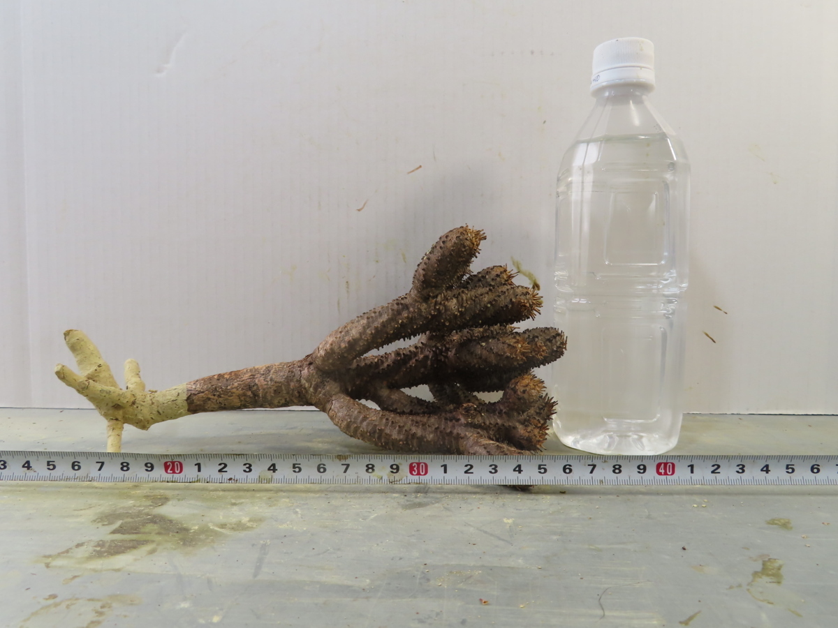 ワ2414 「現地株」ユーフォルビア ギラウミニアナ 小~中 抜き苗【最新到着・マダガスカル・Euphorbia guillauminiana・多肉