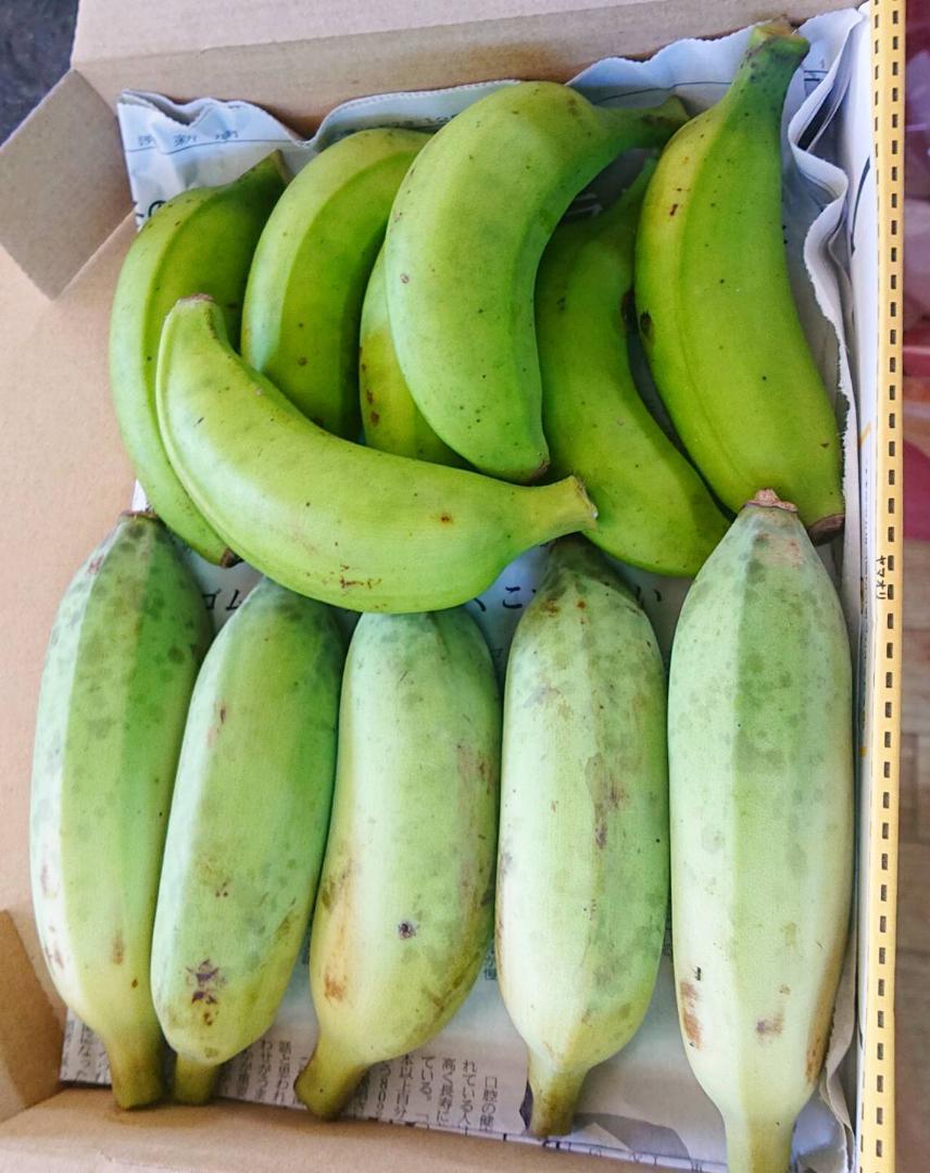 沖縄本島北部産　「島バナナ」「アップルバナナ」の沖縄絶品バナナセット！_画像4
