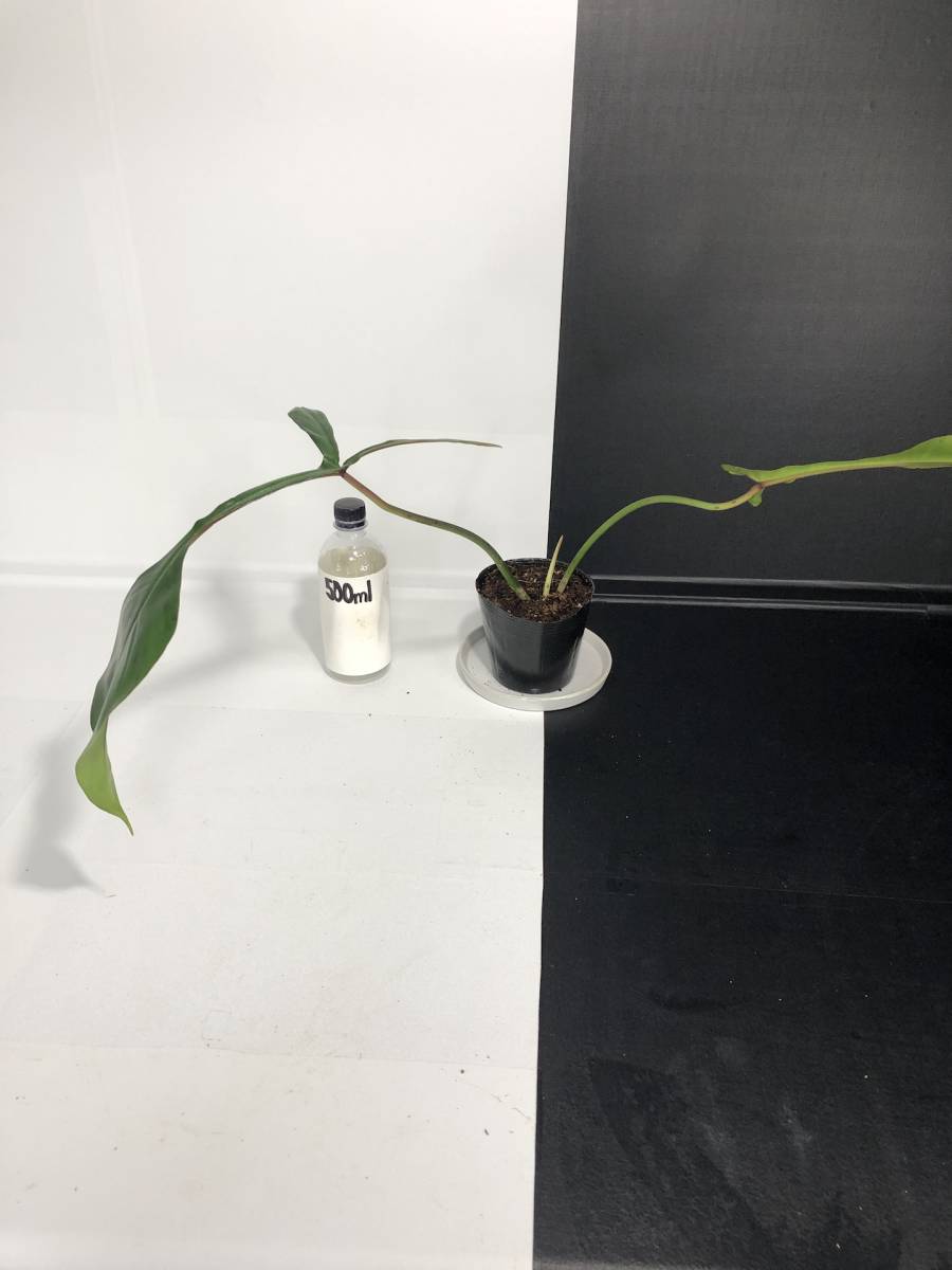 フィロデンドロン ジョーピー | philodendron joepii | アンスリウム
