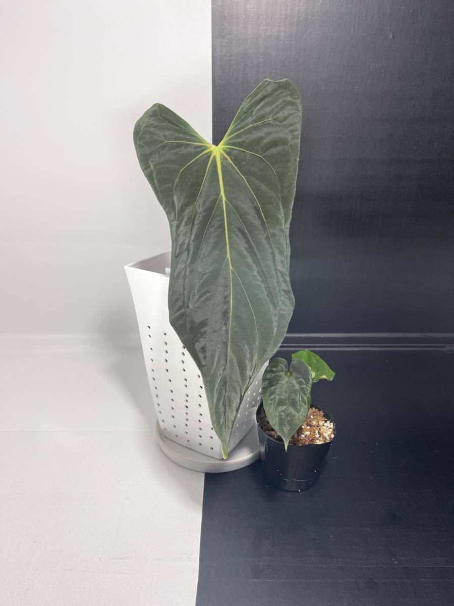 レア | アンスリウム パピリラミナム | pure Anthurium レア | アンスリウム パピリラミナム | pure Anthurium