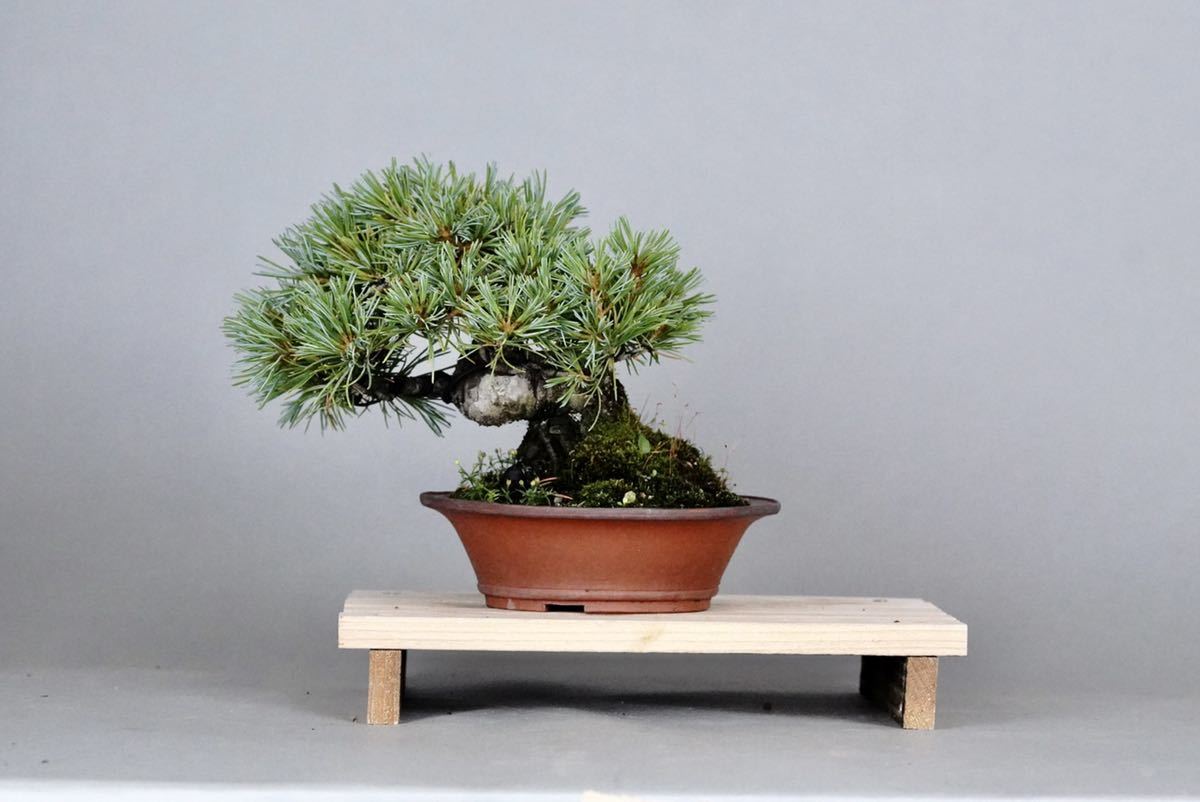 小品盆栽 五葉松 那須 - gencoconsulting.com