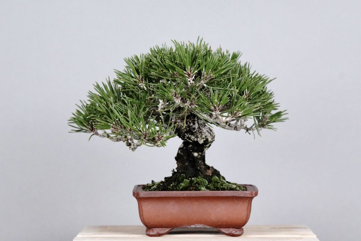 亦盆栽」小品盆栽 逸品 黒松 キズなし www.distribella.com