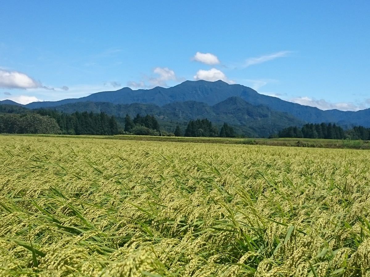 玄米真空パック令和3年　新潟県三条市しただ産　減農薬特別栽培米コシヒカリ5kg_画像10