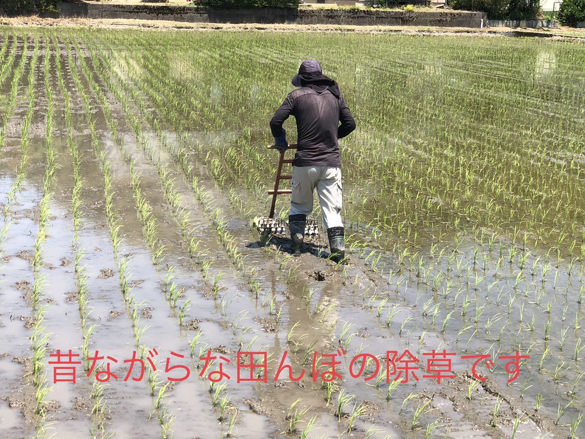 令和3年　新潟県三条市しただ産　減農薬特別栽培米コシヒカリ玄米20kg 白雪美人_画像7
