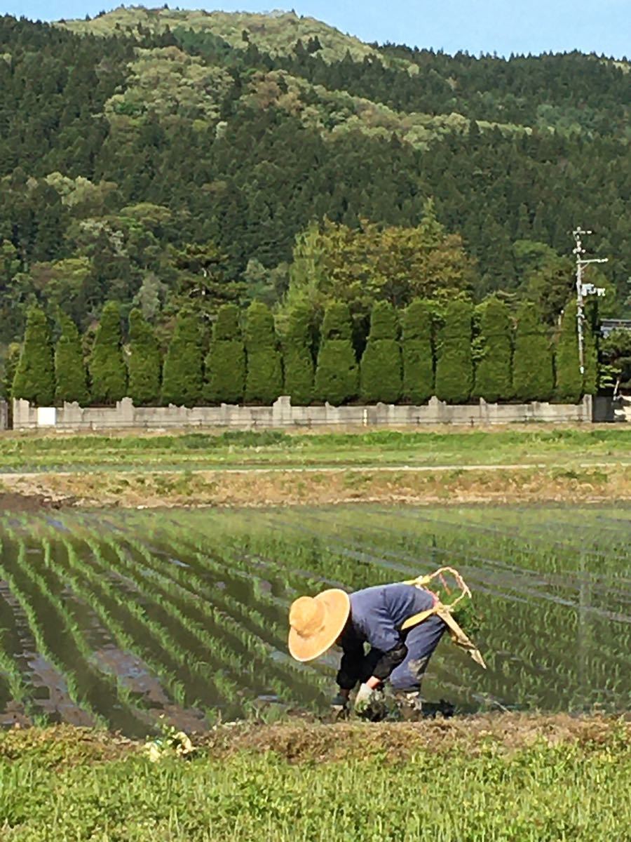玄米真空パック令和3年　新潟県三条市しただ産　減農薬特別栽培米コシヒカリ5kg_画像8