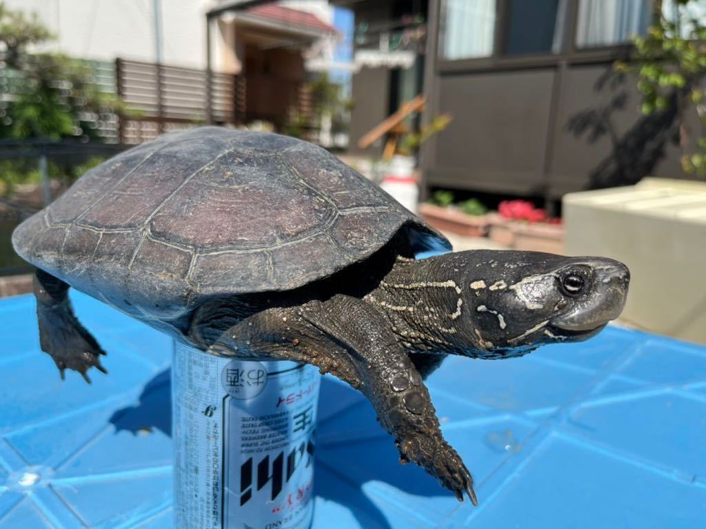 アザンティック?色変個体?オオアタマクサガメ有精卵2つセット アザンティック?色変個体?オオアタマクサガメ有精卵2つセット