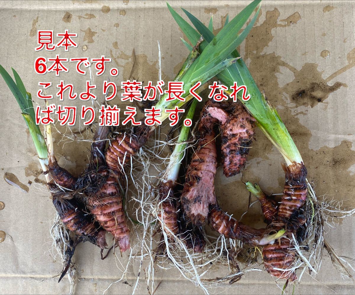 Paypayフリマ 菖蒲 山形県産 山の中 キショウブ 黄菖蒲 球根50個