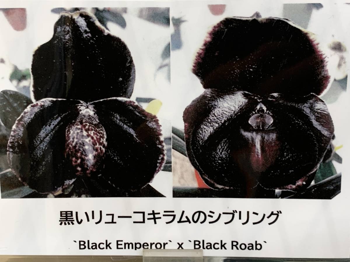 洋蘭　パフィオ原種　THO-1521 Paph.leucochilum (Black Emperor X Black Roab) (1)黒いleucochilumの実生_画像1