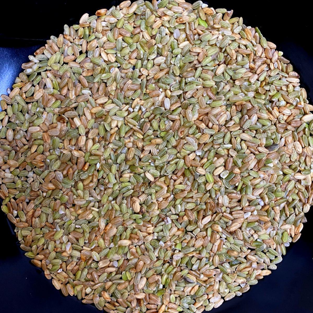 大容量】くず米 25kg 青米 小米 肥料 鳥の餌 飼料 玄米 お得 大容量】くず米 25kg 青米 小米 肥料 鳥の餌 飼料 玄米 お得