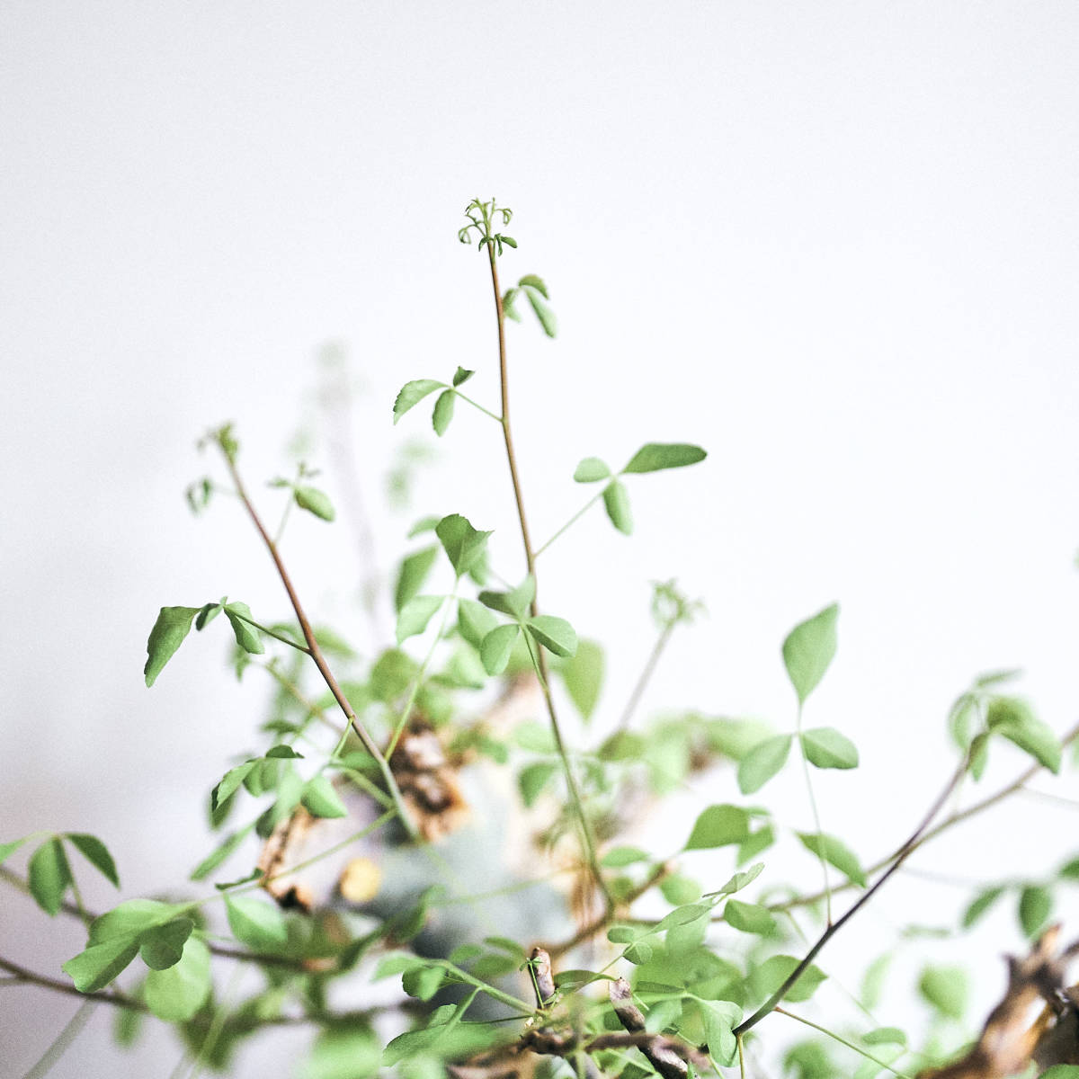 発根済】コミフォラカタフターカネンシス 観葉植物 発根済】コミフォラカタフターカネンシス 観葉植物