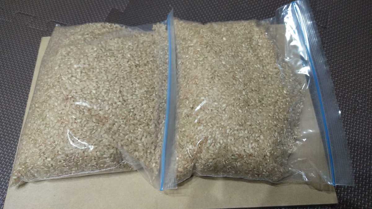 令和3年　千葉県産コシヒカリ玄米1.8キロ　減農薬 伝ちゃん農園_画像3
