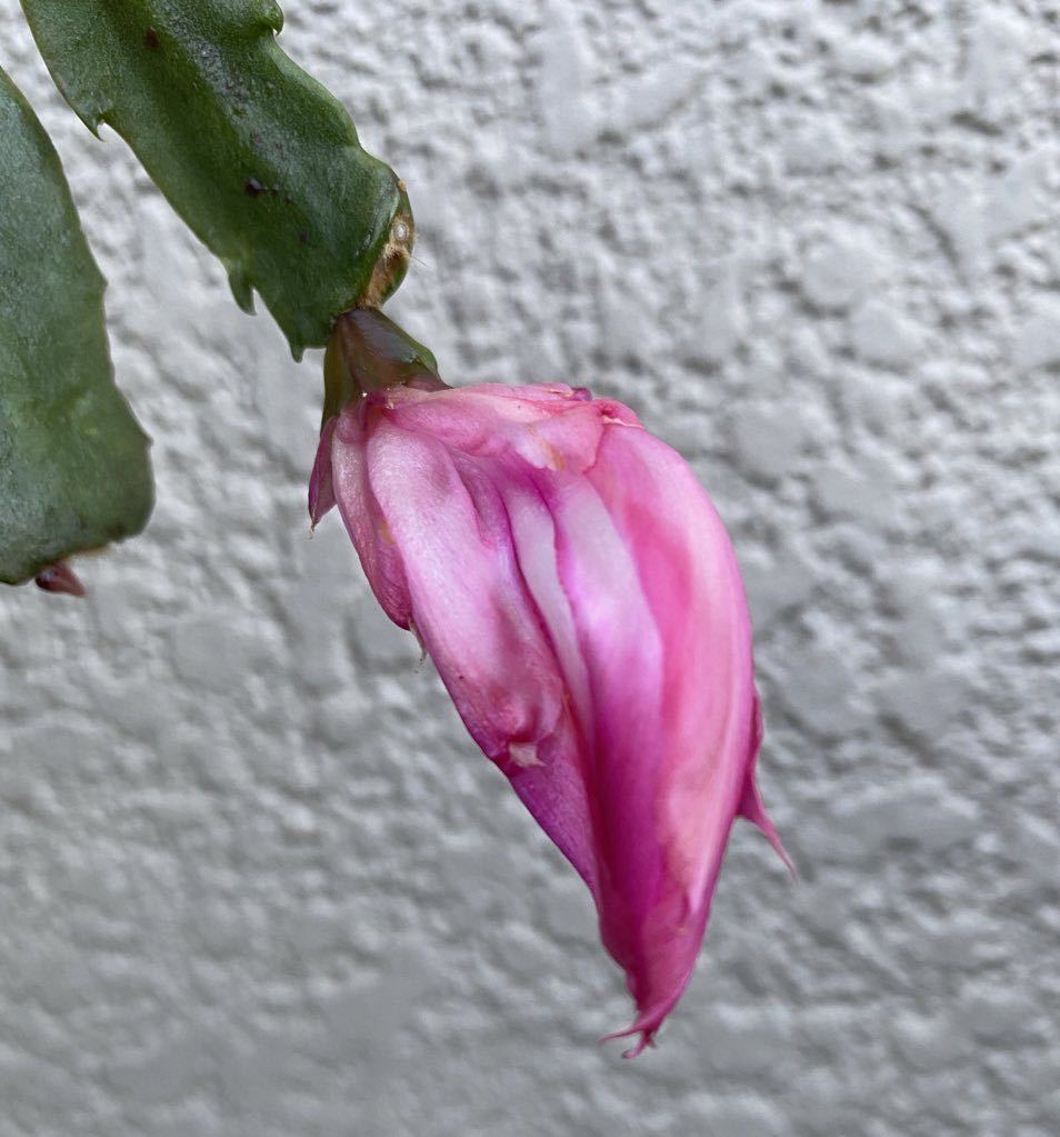 シャコバサボテン原種 オシチアナ 接木苗 2節 蕾付き Schlumbergera orssichiana