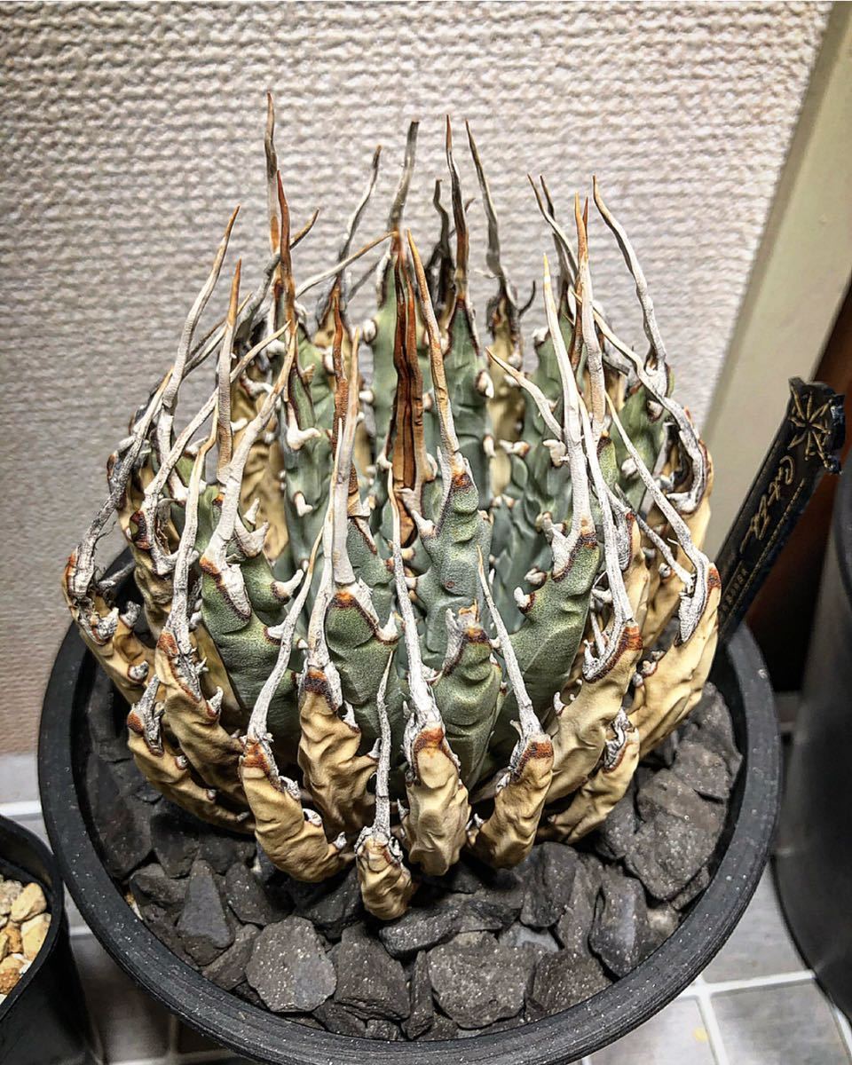 agave アガベ ユタエンシス 大株 陽炎エボリスピナ ボール型