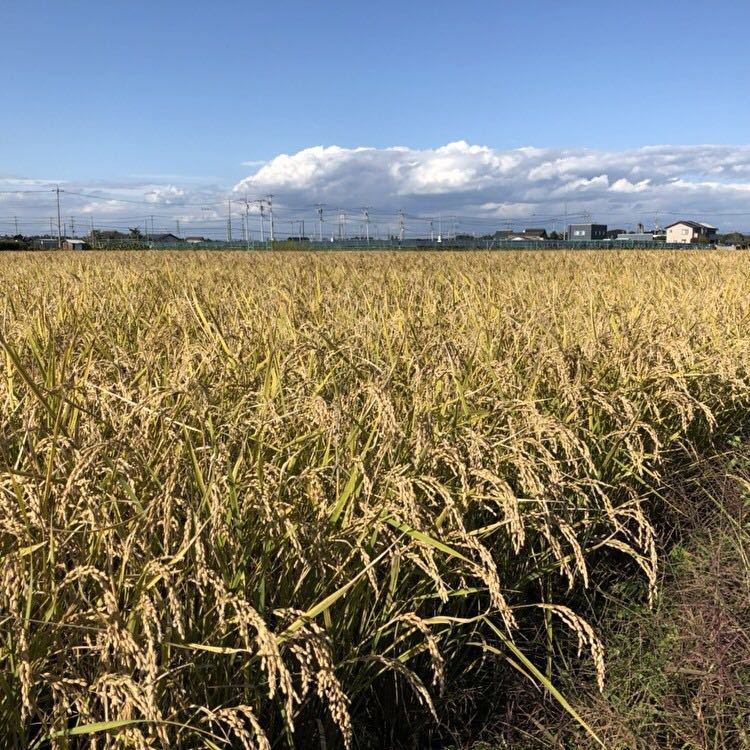 コシヒカリ 5kg 減農薬 茨城県 令和3年(2021) おこめ 白米(玄米可)_画像2